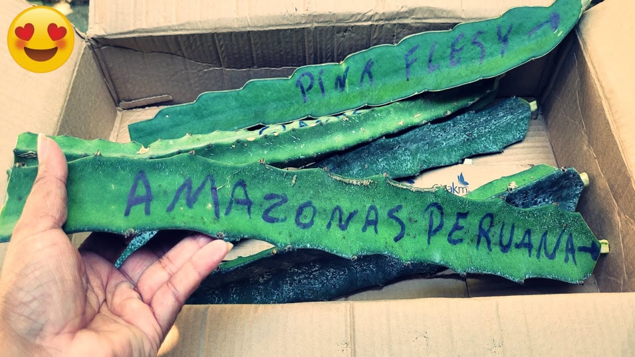 🛑 PITAYAS AMAZONAS PERUANA - PINK FLASH  E OUTRAS Para minha Coleção 🥰👍 