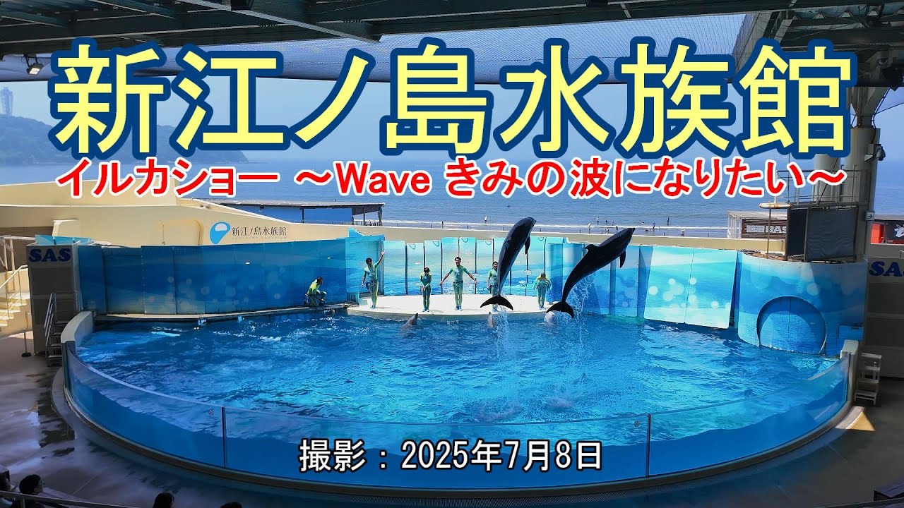 新江ノ島水族館 イルカショー ～Wave きみの波になりたい～ [4K] Dolphin show at Enoshima Aquarium ～Wave I want to be your wave～