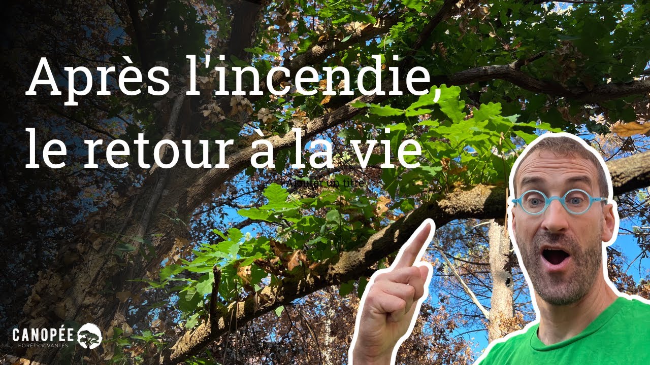 Après l'incendie, le retour à la vie