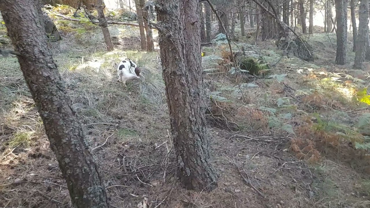 PERROS DETECTORES DE BOLETUS