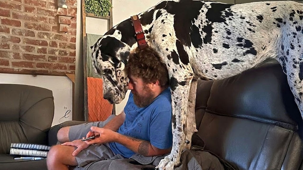 When You Have a Big Dog, You Get 100 Pounds of SILLY! 😂