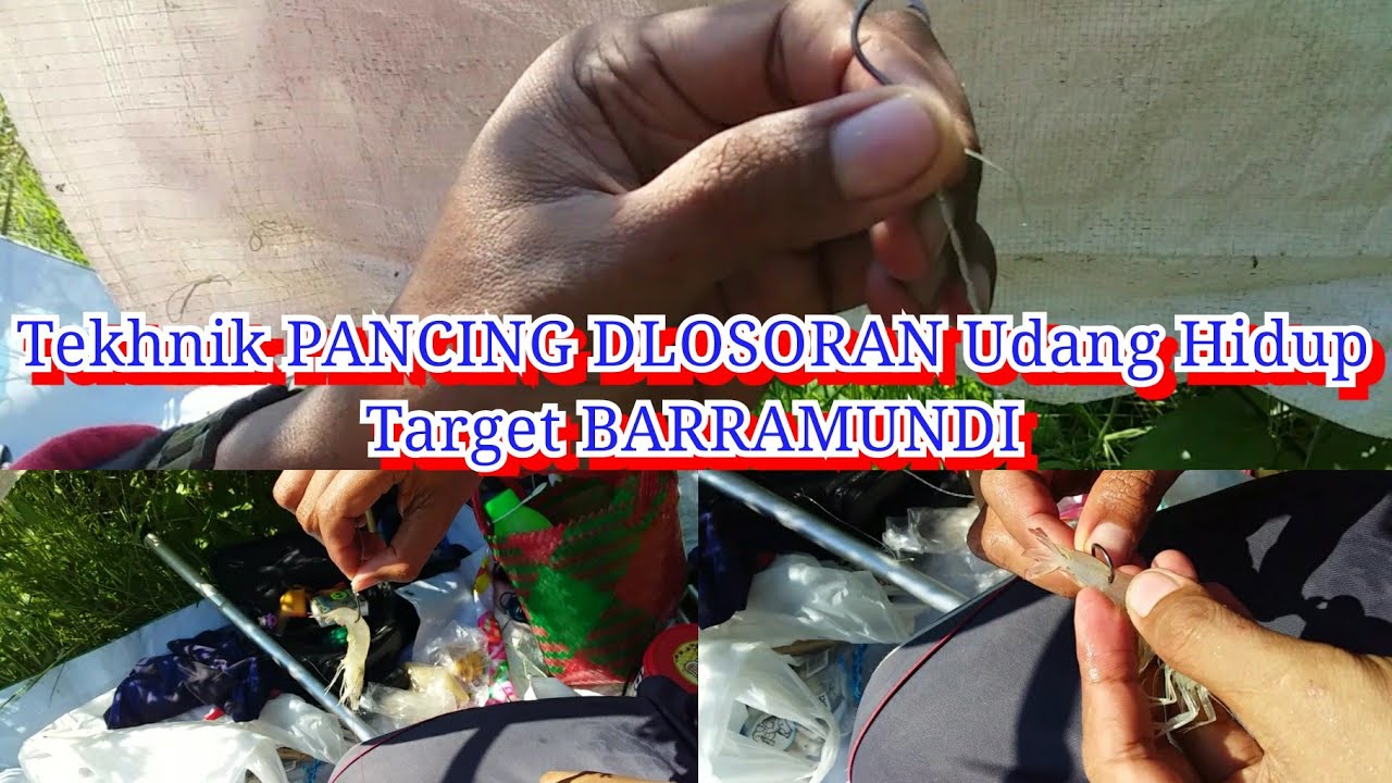 Mancing BARRAMUNDI Tekhnik ngoncer dlosoran UDANG HIDUP