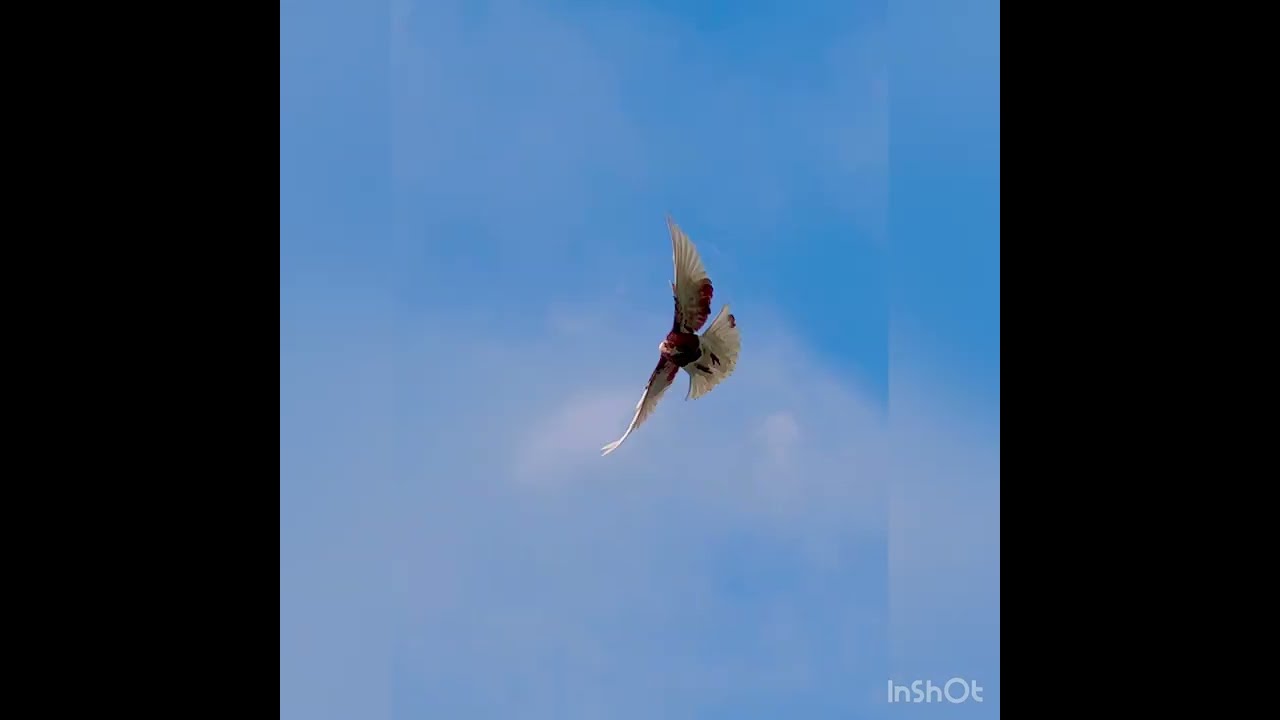 KIRMIZI TOP 🔴 MOBİLYACI BİLAL DÜŞENLER havada dönüş dunek Pigeons roller Bursa Muradiye 🕊