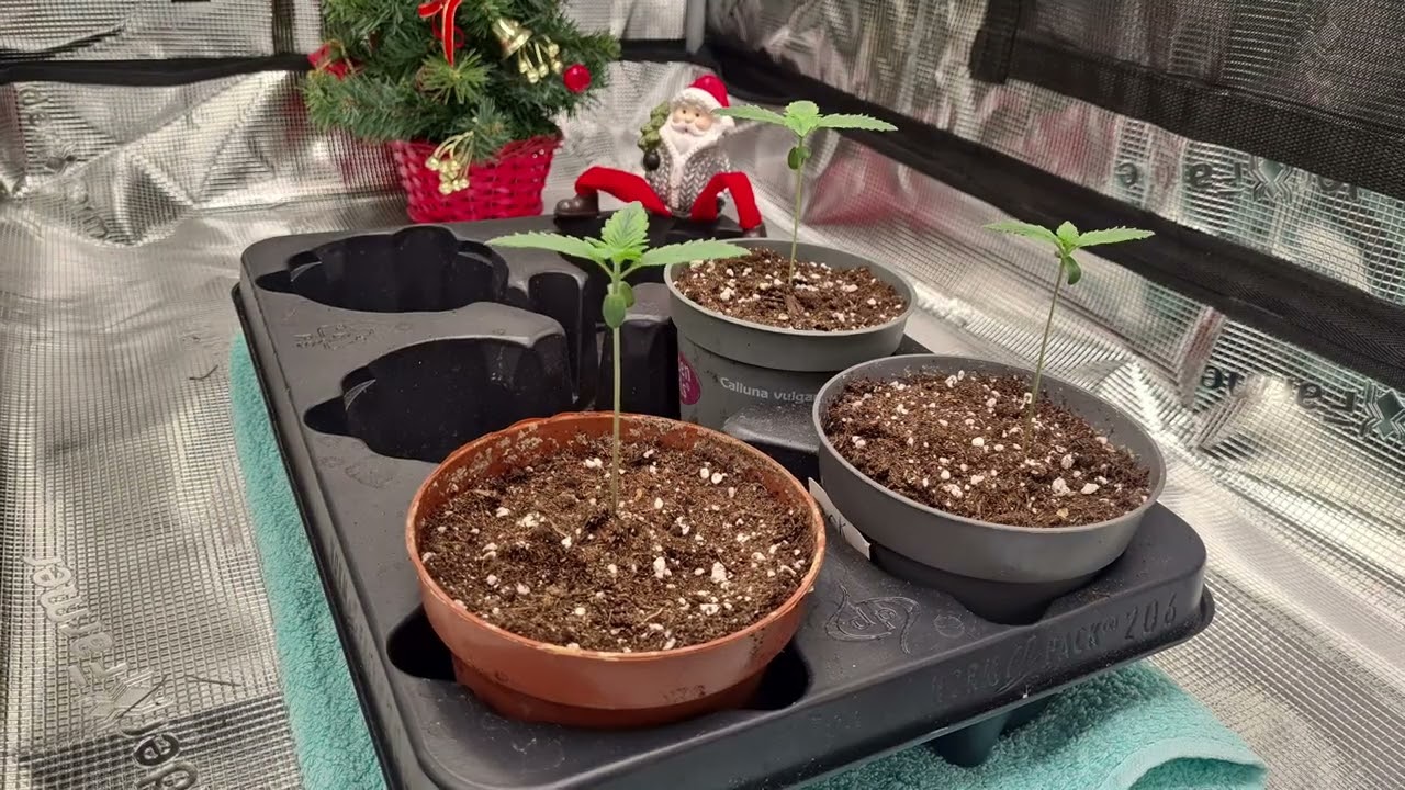 6 week timelapse of growing Candy Kush Express