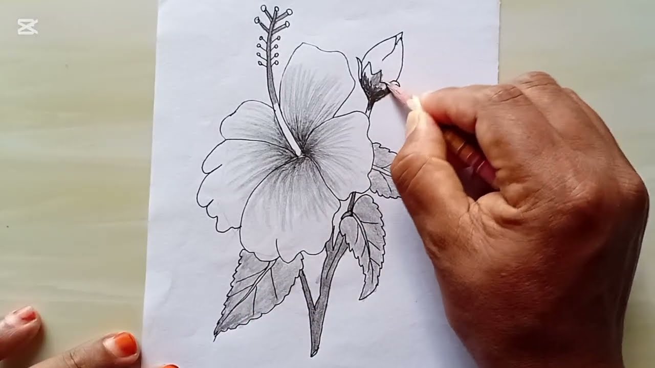 কিভাবে একটি সুন্দর জবা ফুল আঁকতে হয় How to draw a beautiful hibiscus flower