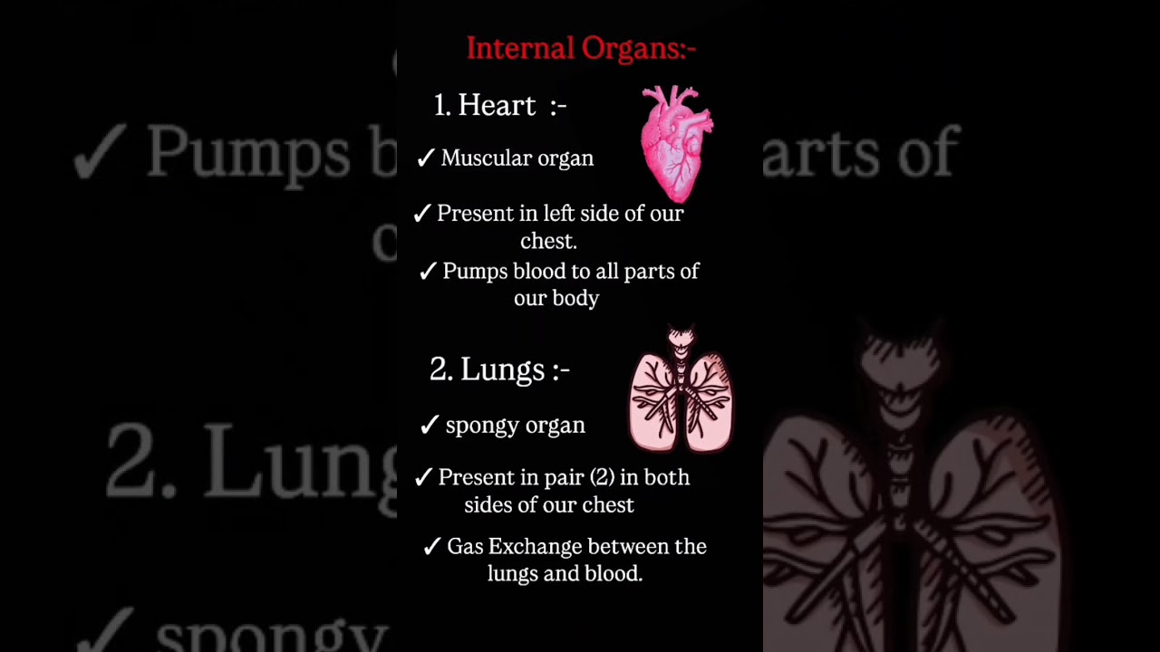 Organ system part 3 