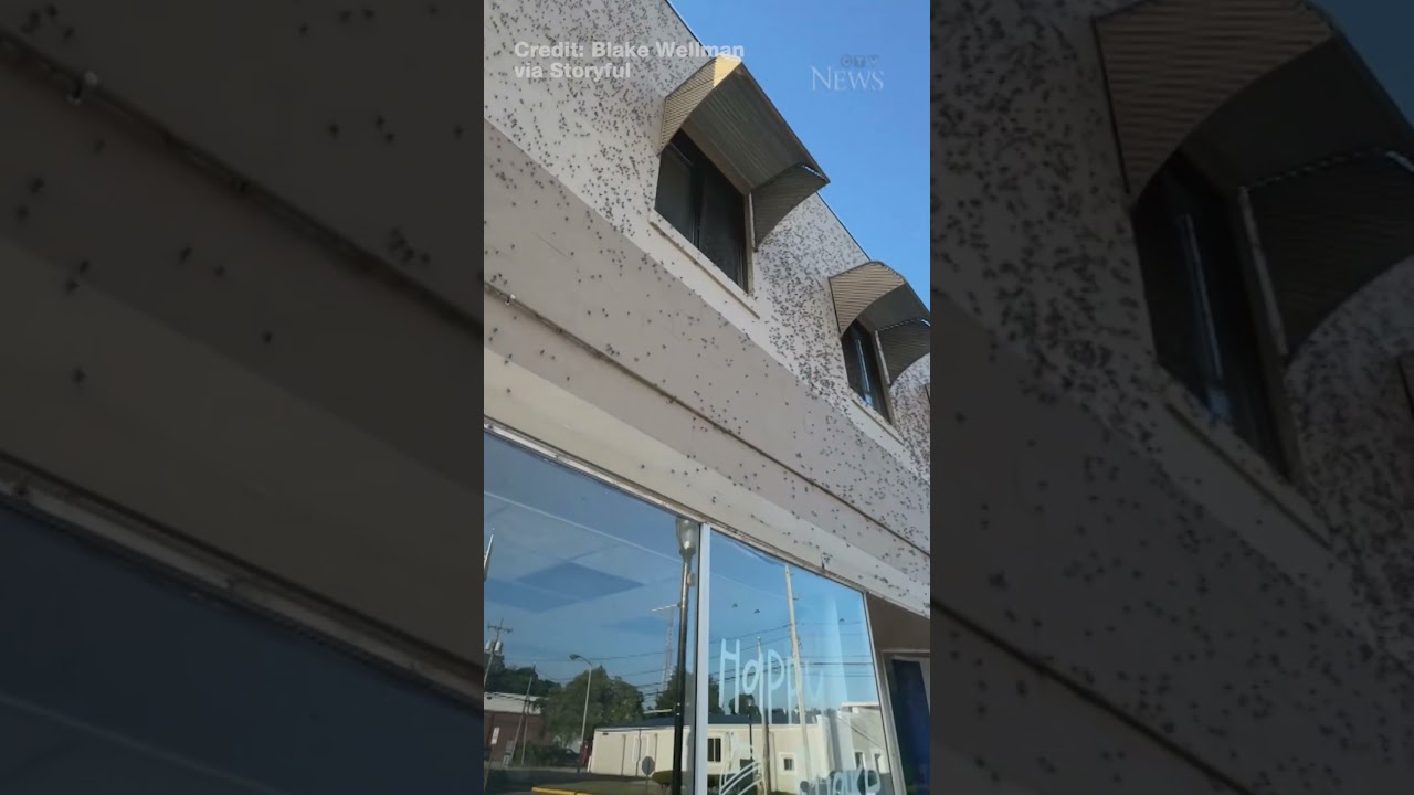 Swarms of mayflies invade Port Clinton, Ohio