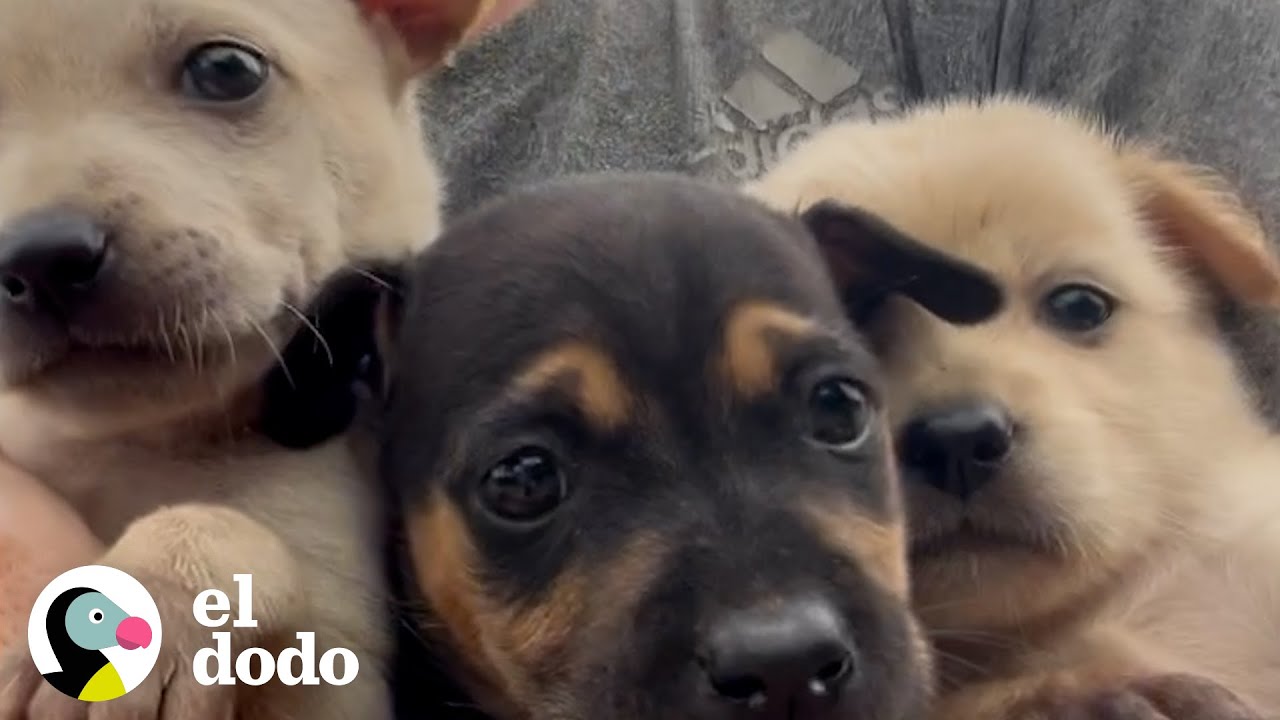 Chico deja su trabajo para salvar a todos los perros callejeros | Dodo Héroes | El Dodo