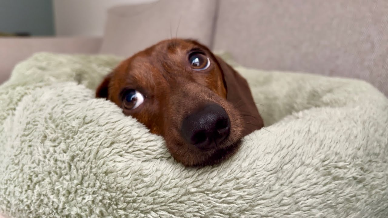 Did mini dachshund see his shadow on Groundhog Day?