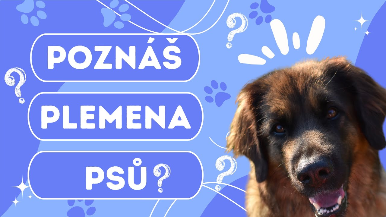 Jak zn&aacute;&scaron; plemena psů? | Kynologick&yacute; kv&iacute;z 🐶