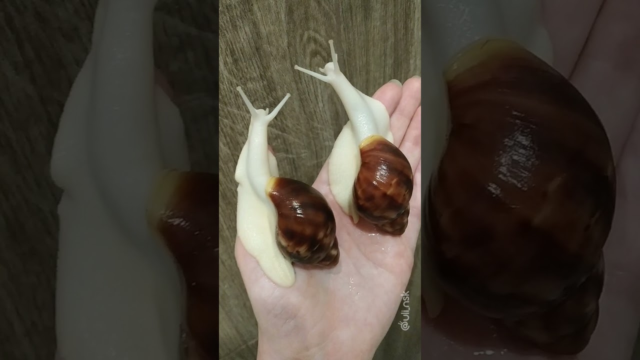 БЕНИНЫ СИНХРОНИСТЫ