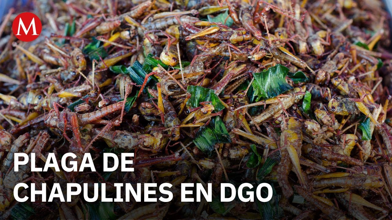 Chapulines arrasan cultivos de frijol y maíz en Durango y afectan producción