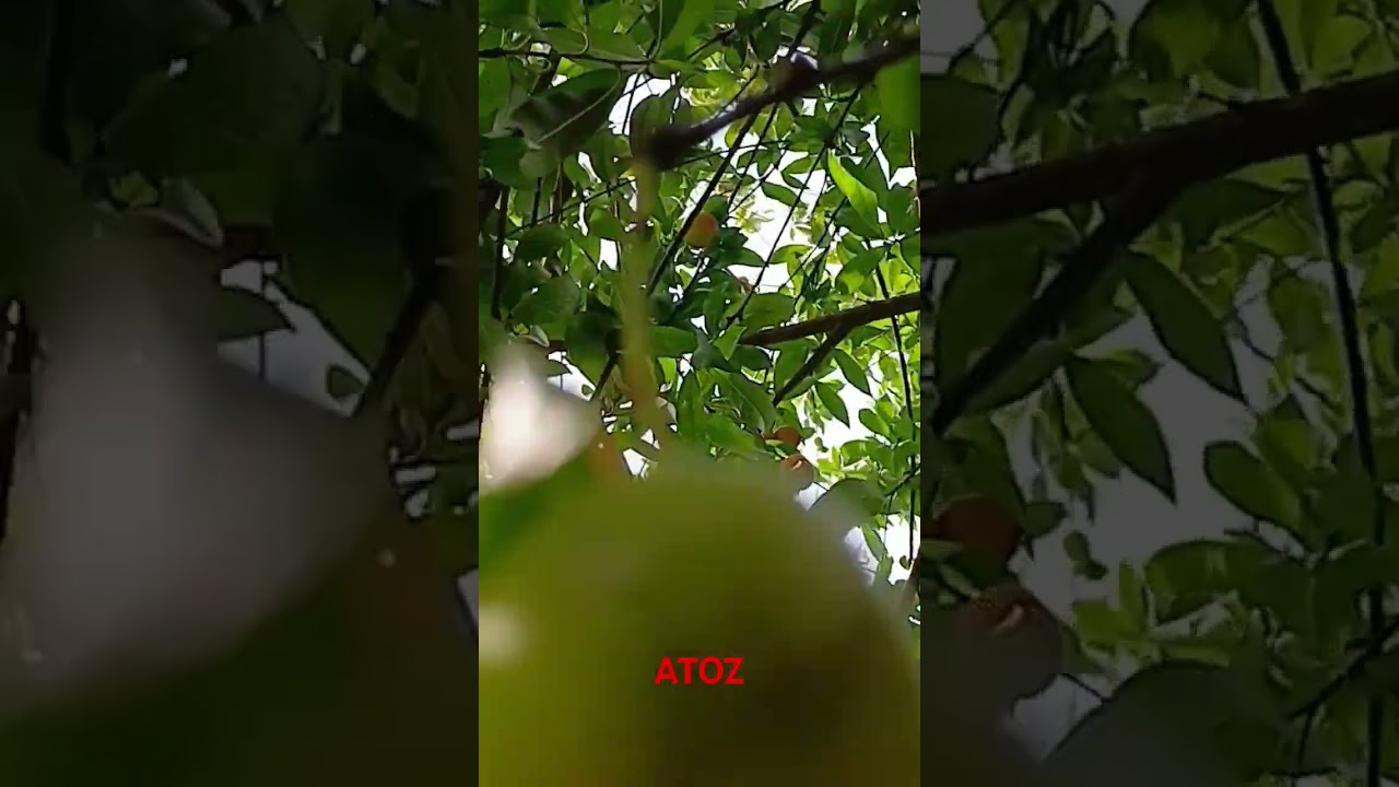 fal ka nam btao