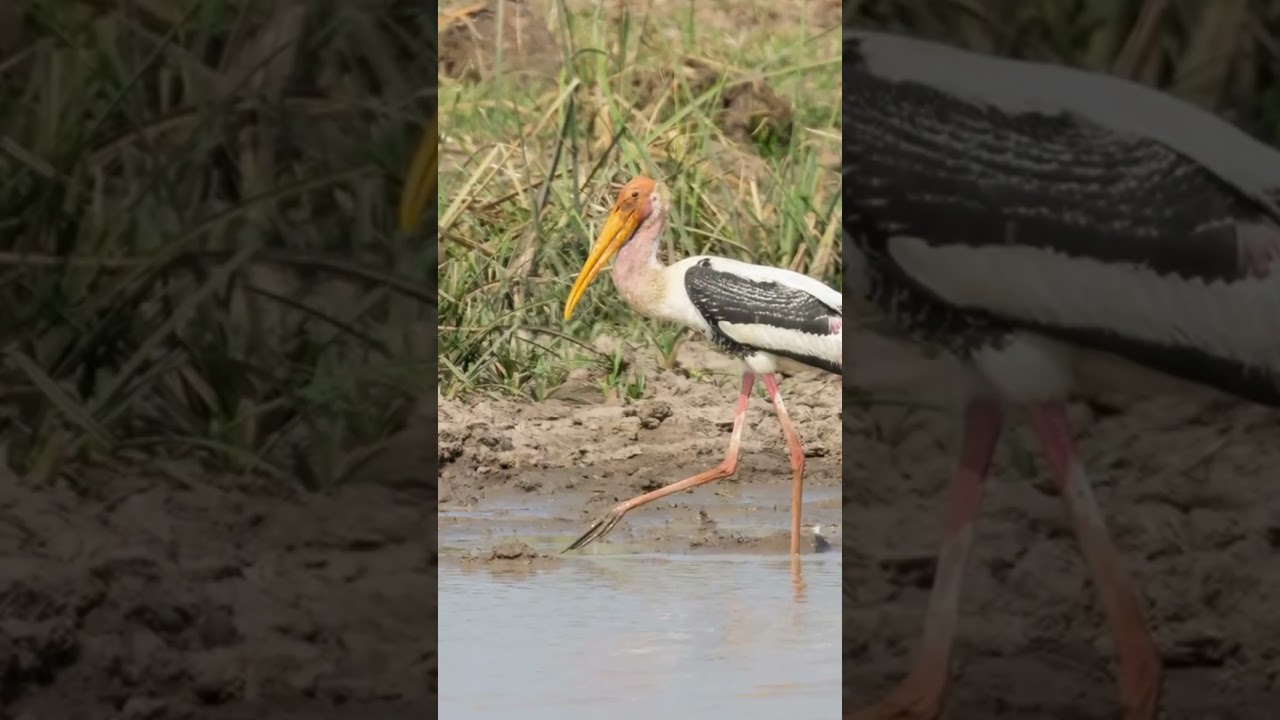 Cambodia Bird Tours #birdsofchina #sittingonthedockofthebay #birds #ihavethisthingwithplants