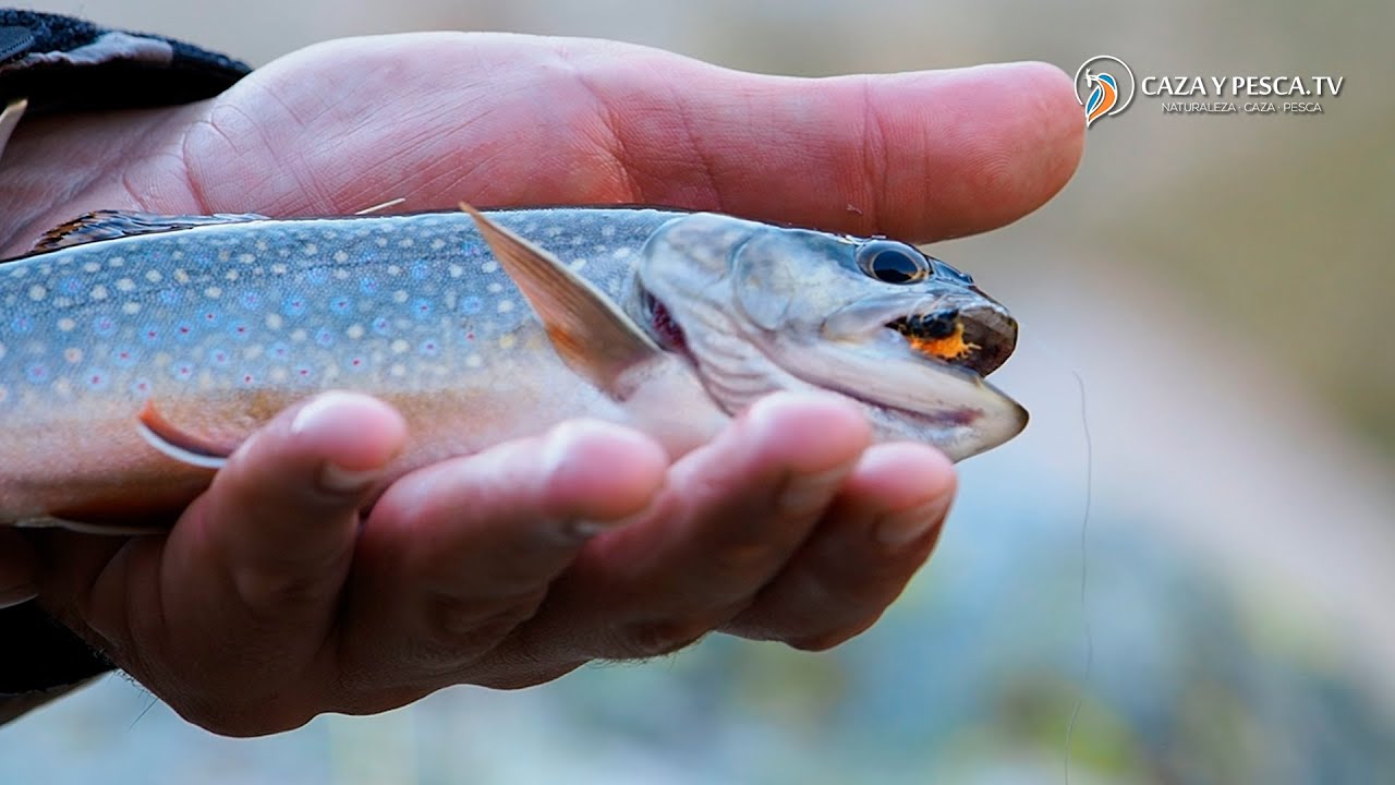 🦟【 𝐏𝐄𝐒𝐂𝐀 𝐀 𝐌𝐎𝐒𝐂𝐀 𝐄𝐍 𝐆𝐑𝐄𝐃𝐎𝐒 𝟐𝟎𝟐𝟏 】🎣 
