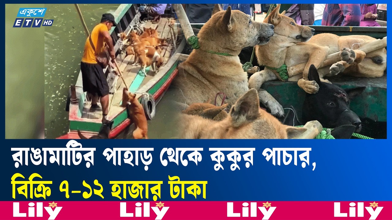 মিজোরামে চাহিদা বাড়ায় পাহাড়ে কুকুর ধরার হিড়িক | Ekushey TV