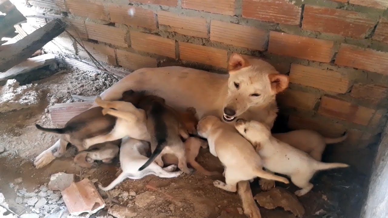 Day 10 feeding poor mother dog and 9 puppies living in deep soil (EP45)- Rescue family puppies
