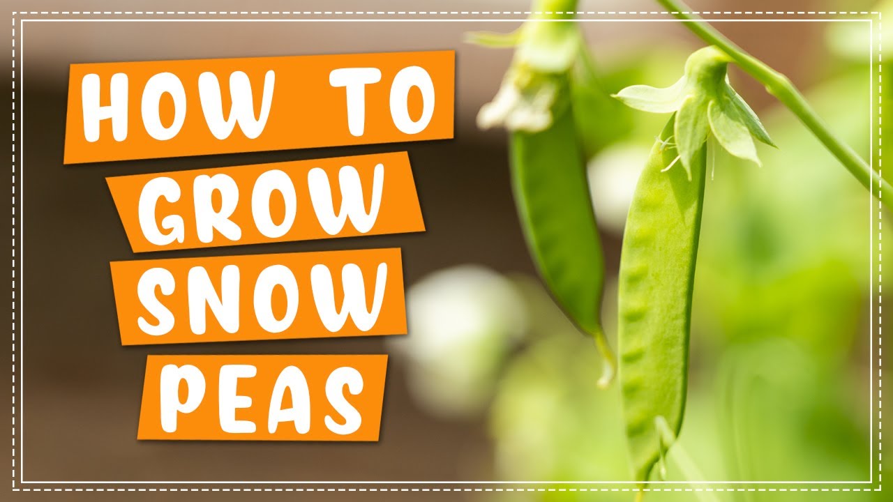 How To Plant and Grow Snow Peas | Edible Gardening