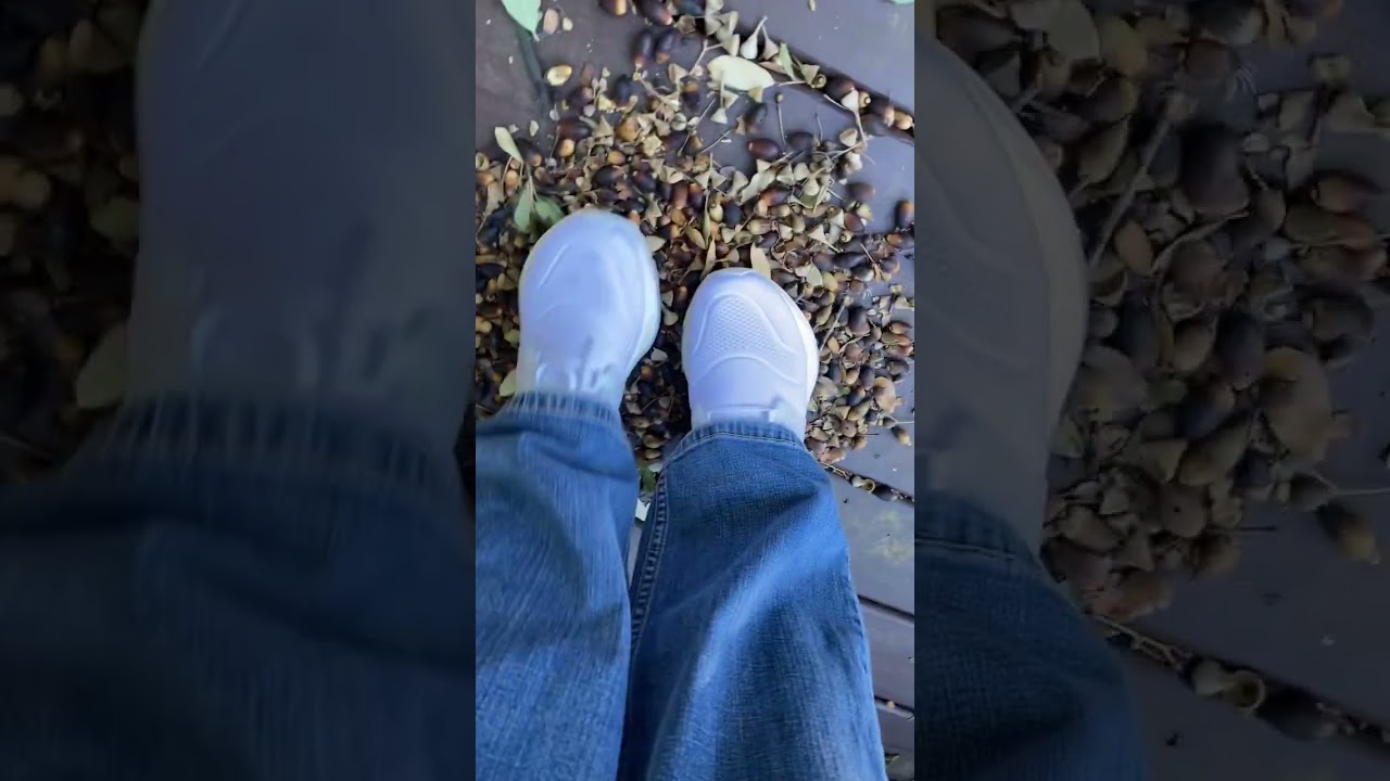 Crunching acorns #asmr #shorts