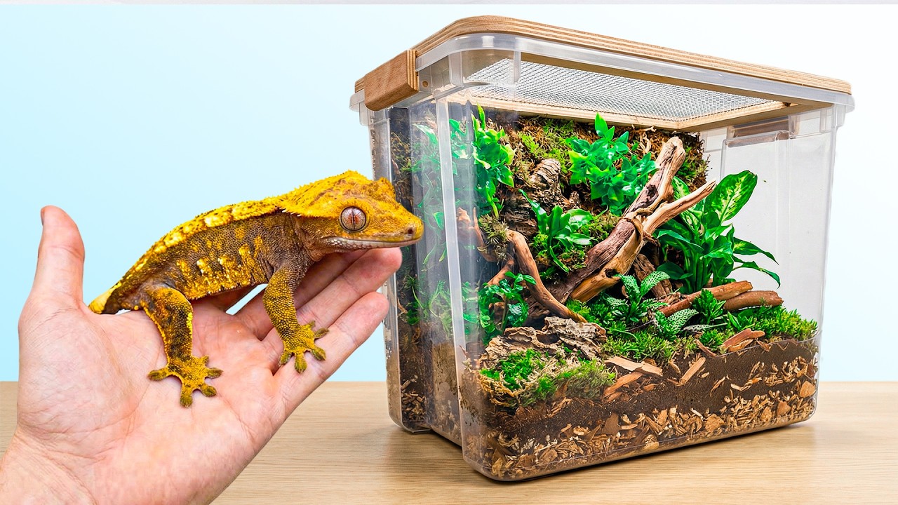‼️Hice Un Terrario Barato - Terrario Económico y Funcional‼️