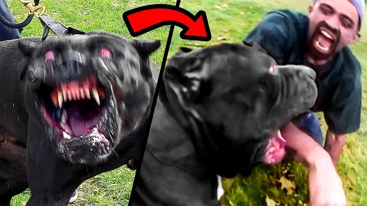When Dangerous Dogs COMPLETELY Lose It