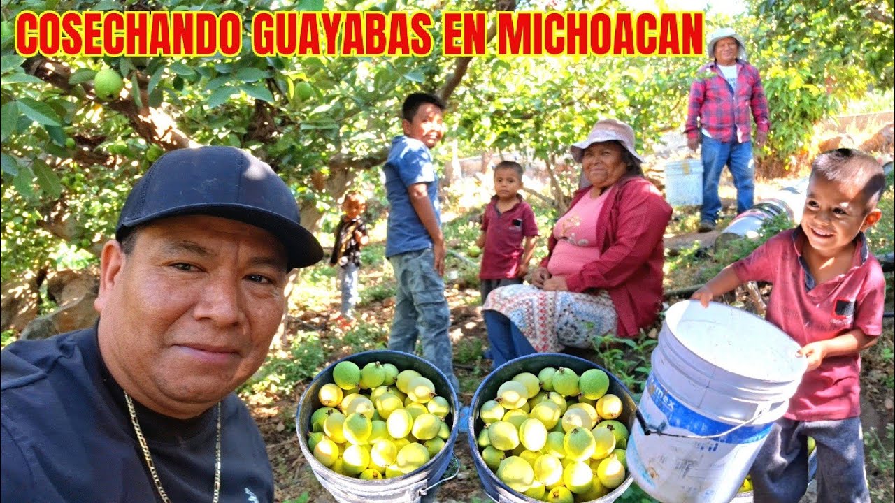 EN MCHOACAN ASI TRAVAJA NUESTRA JENTE COSECHANDO LAS GUAYAVAS PURA CALIDAD