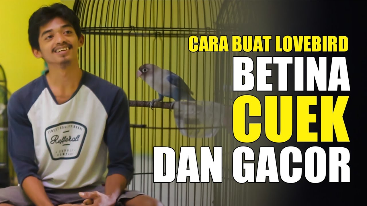 SPECIAL LOVEBIRD BETINA - CARA BUAT LOVEBIRD BETINA CUEK DAN GACOR - BERSAMA MR BOWO GEMILANG ABADI