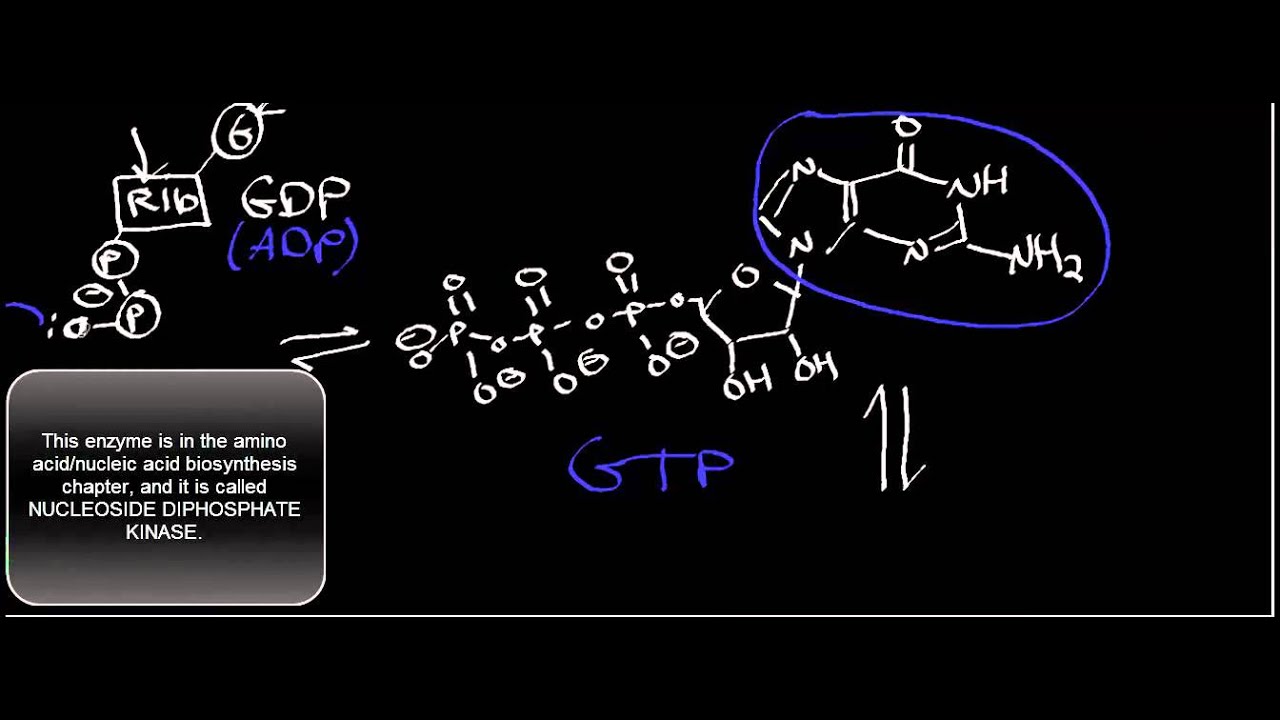 Biochemistry | Succinyl-S-CoA Synthetase Mechanism