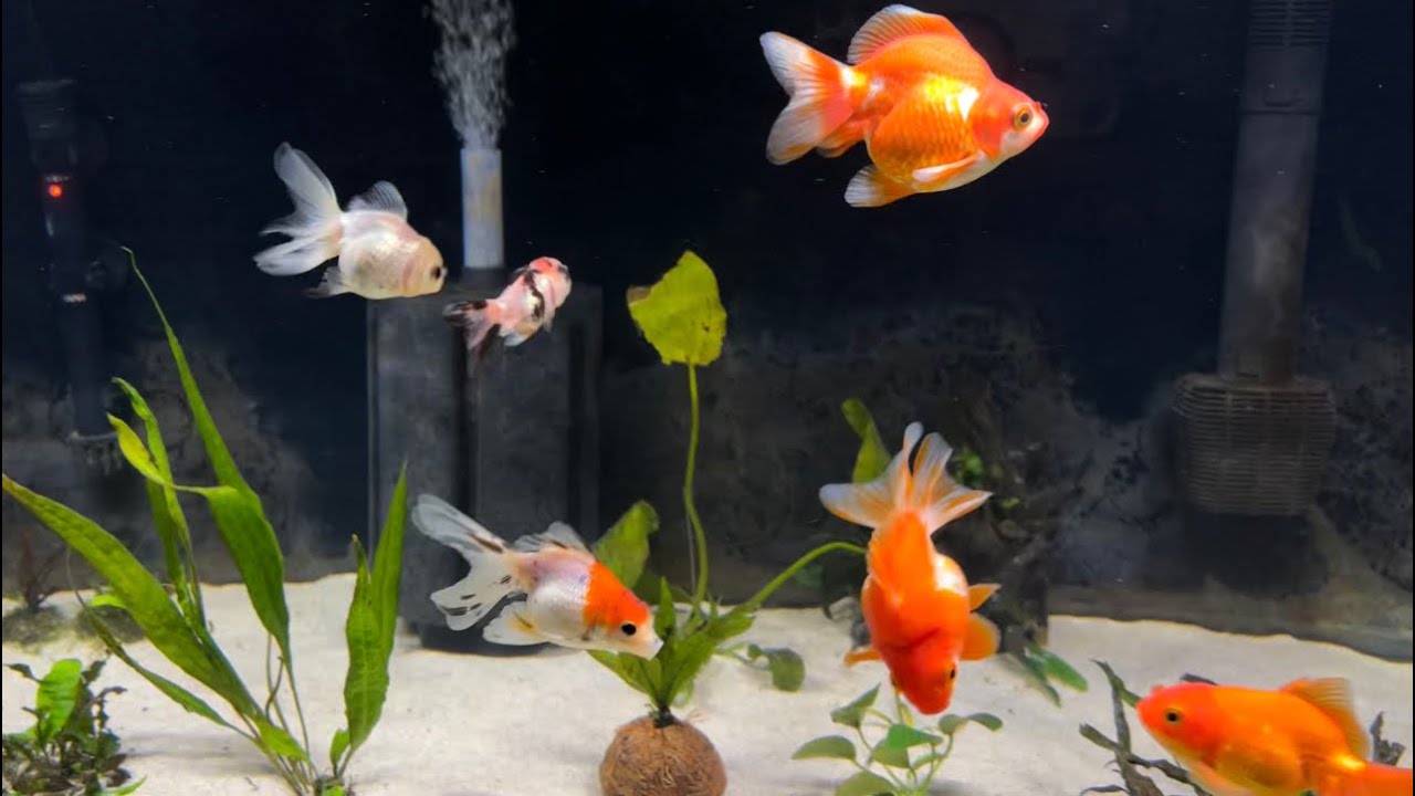 My aquarium after a water change #goldfish #fishtank #aquarium #waterchange #vibes #ytviral #viral 