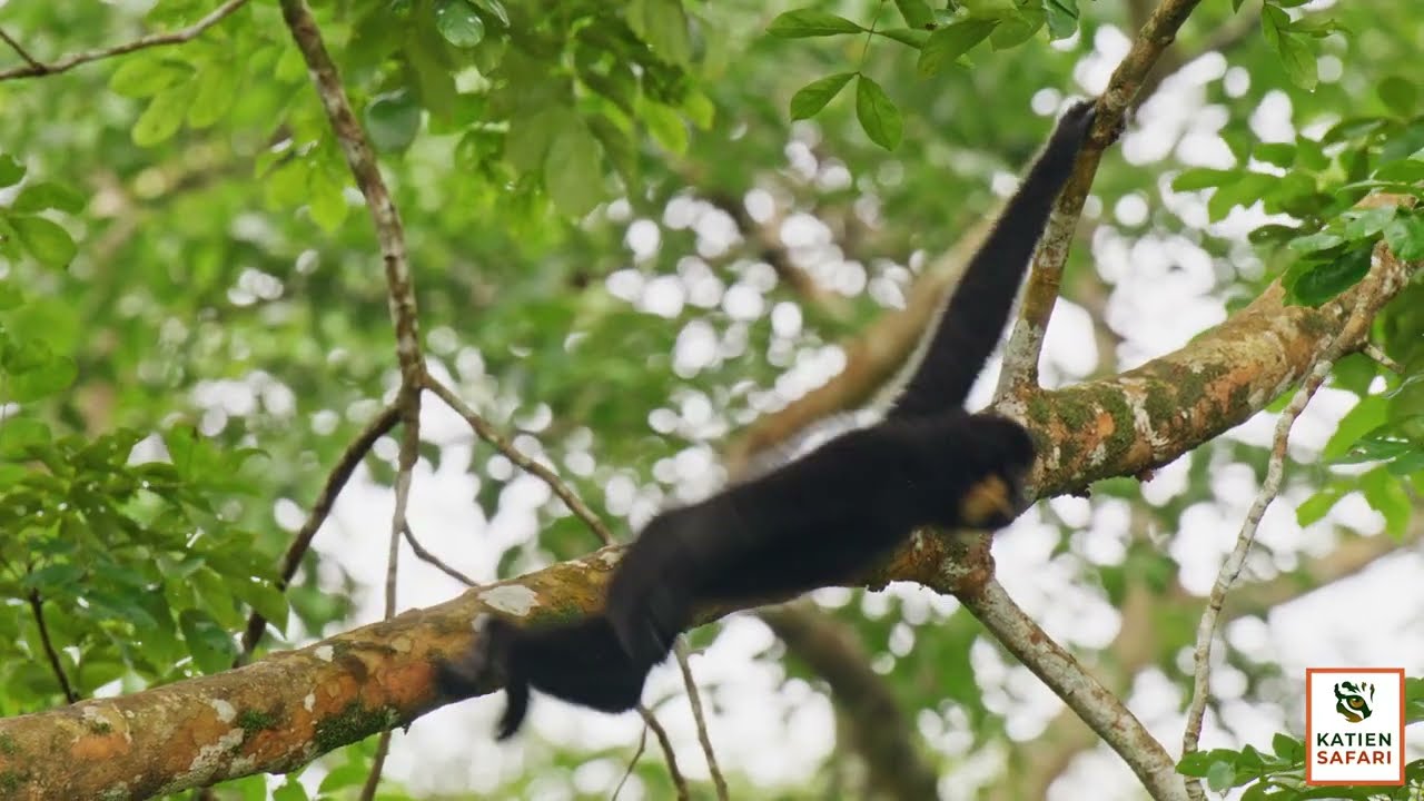 Vietnam’s Untamed Heart: An Exclusive Expedition with Katien Safari