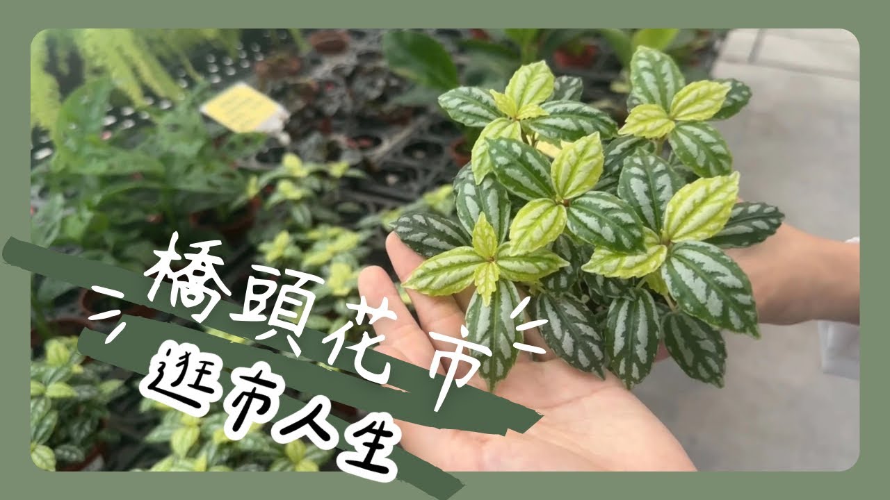 ［Taiwan Plant Shop］高雄橋頭｜橋頭休閒花市