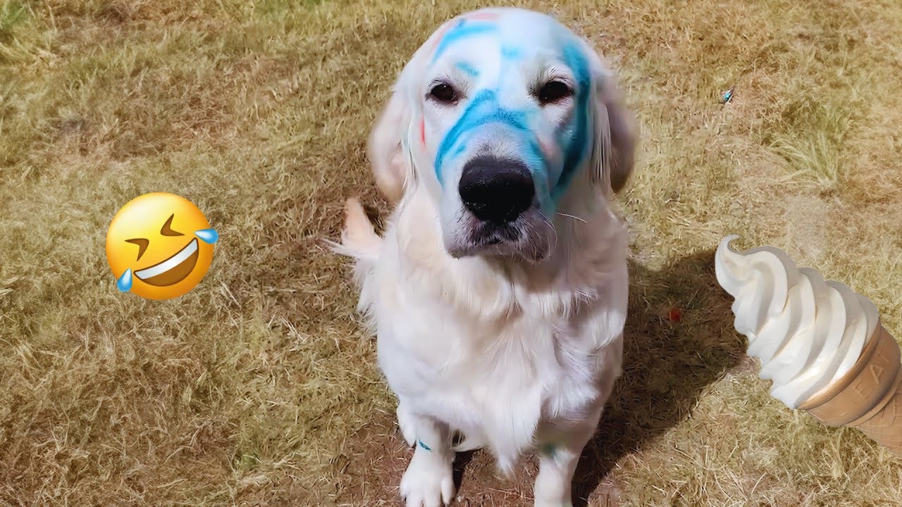 Funny Dog Videos That Will Make You LAUGH OUT LOUD 🐶😂 New Funny Dogs 2024 #4
