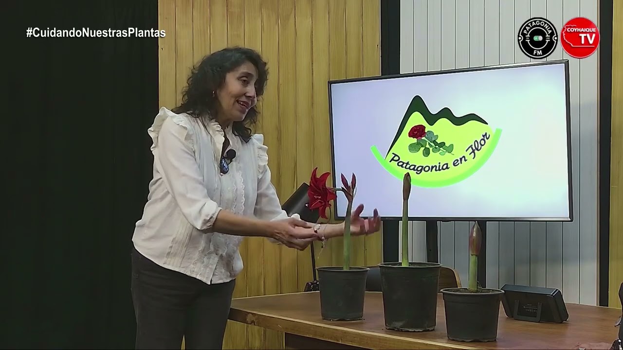 #020 Amaryllis - CUIDANDO NUESTRAS PLANTAS