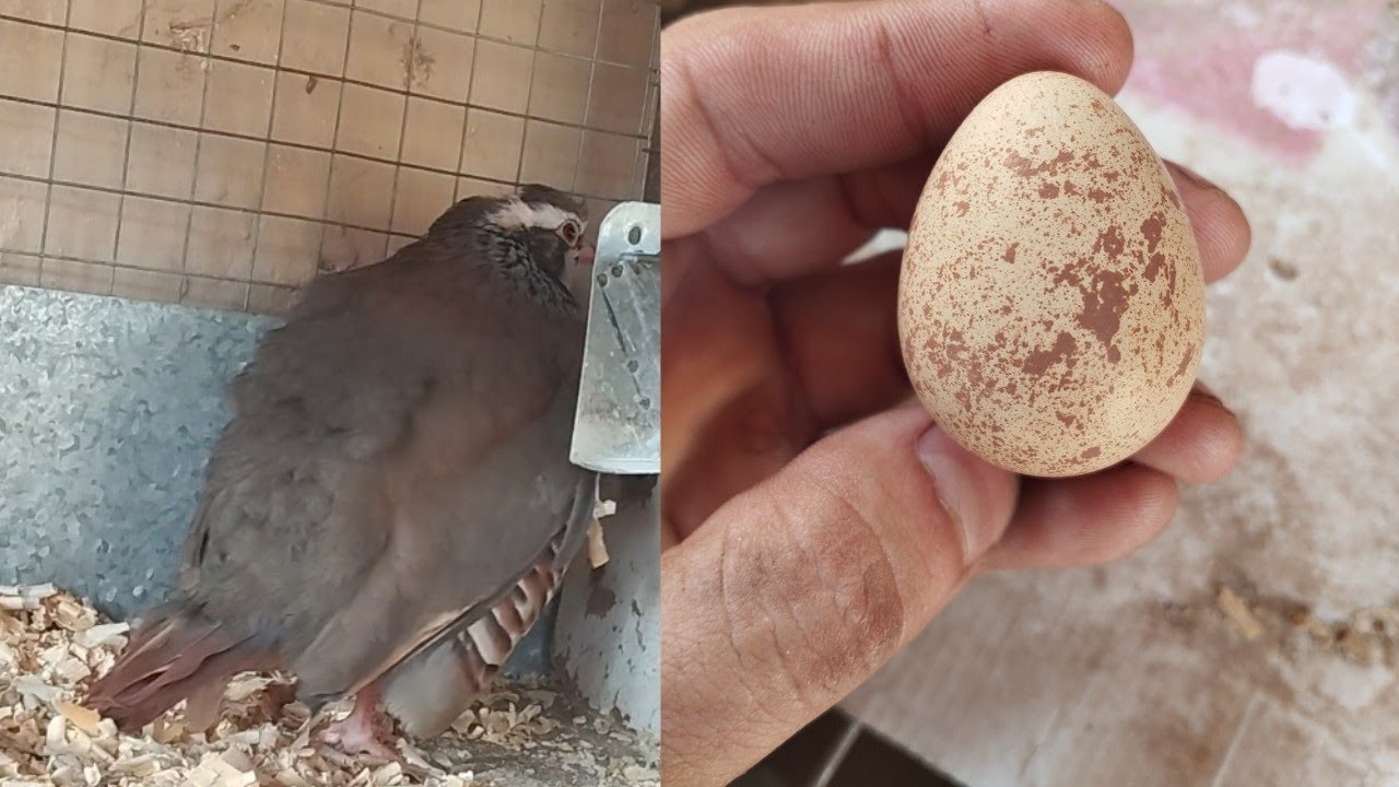 Ovos de Perdiz rojas.
