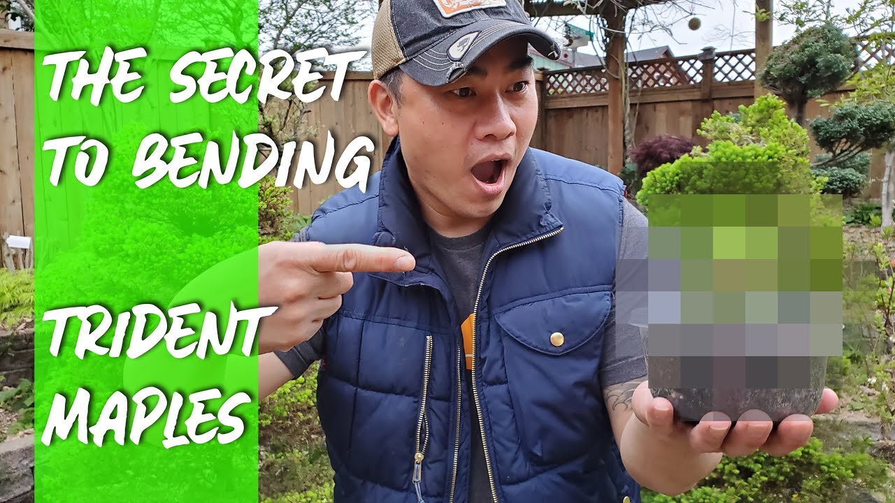 The Secret to Bending Trident Maple Bonsai with no scars
