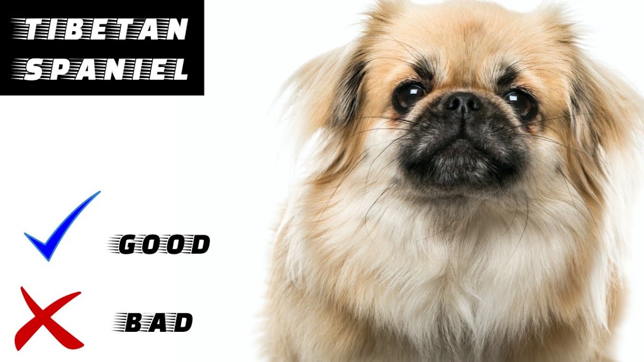 Тибетский спаниель: плюсы и минусы | Хорошее и плохое