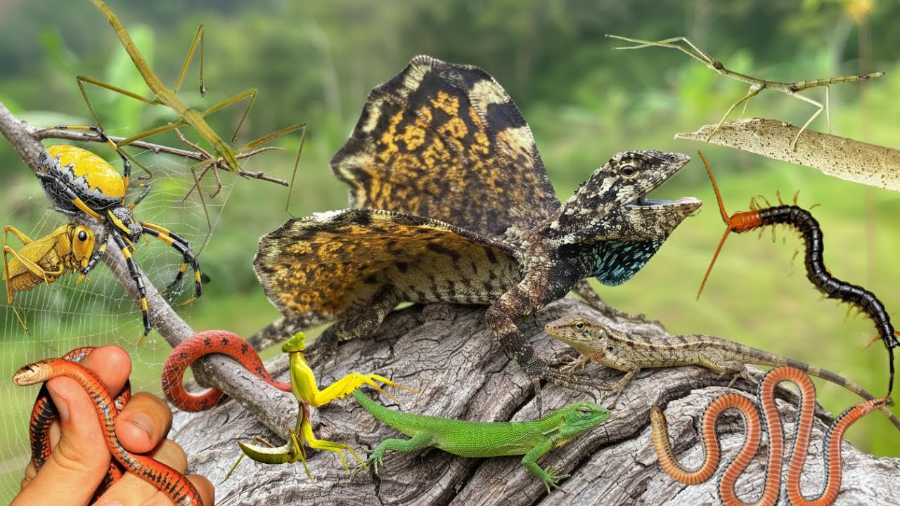 discover unique stick insects
