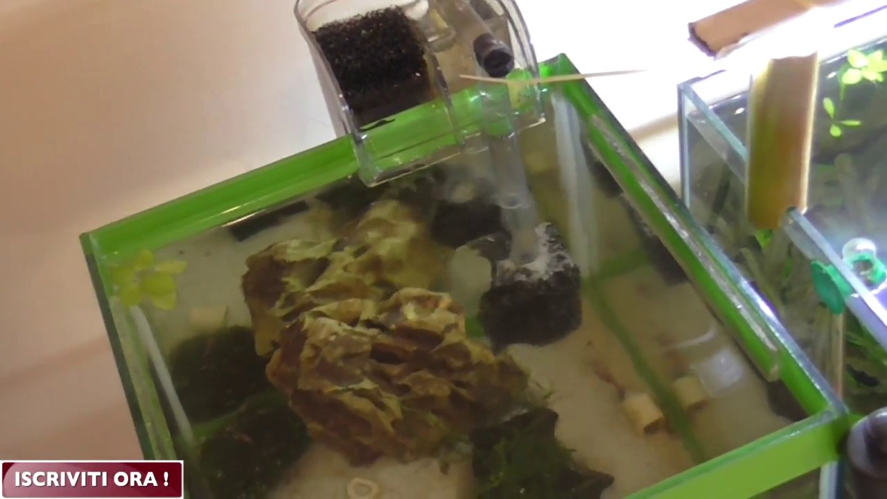 Acquario da 10 litri allestimento e gestione il mio metodo lesson 1