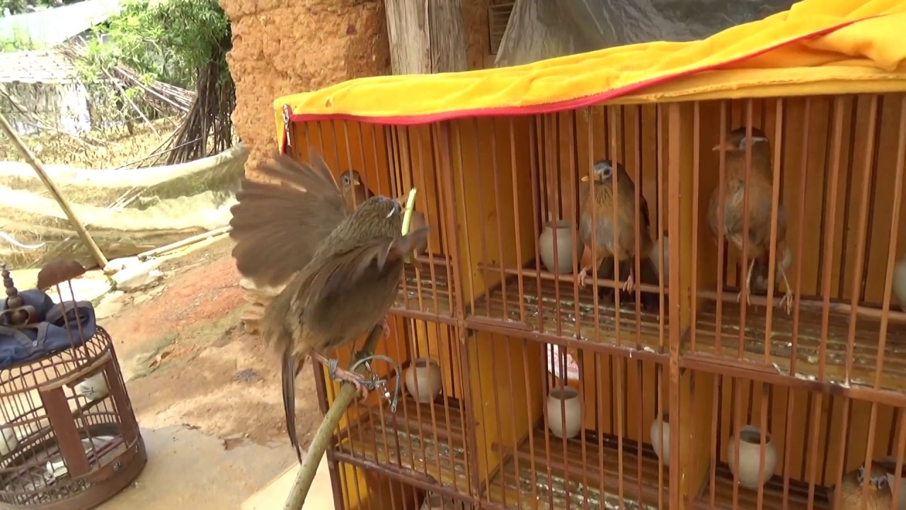 2178 xích chân chơi cánh 0945571234