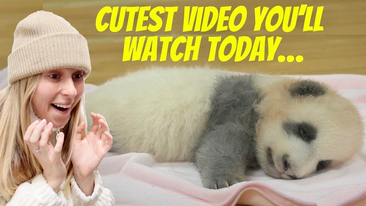 I visited the CHENGDU PANDA BASE!!!! *warning: extreme cuteness*