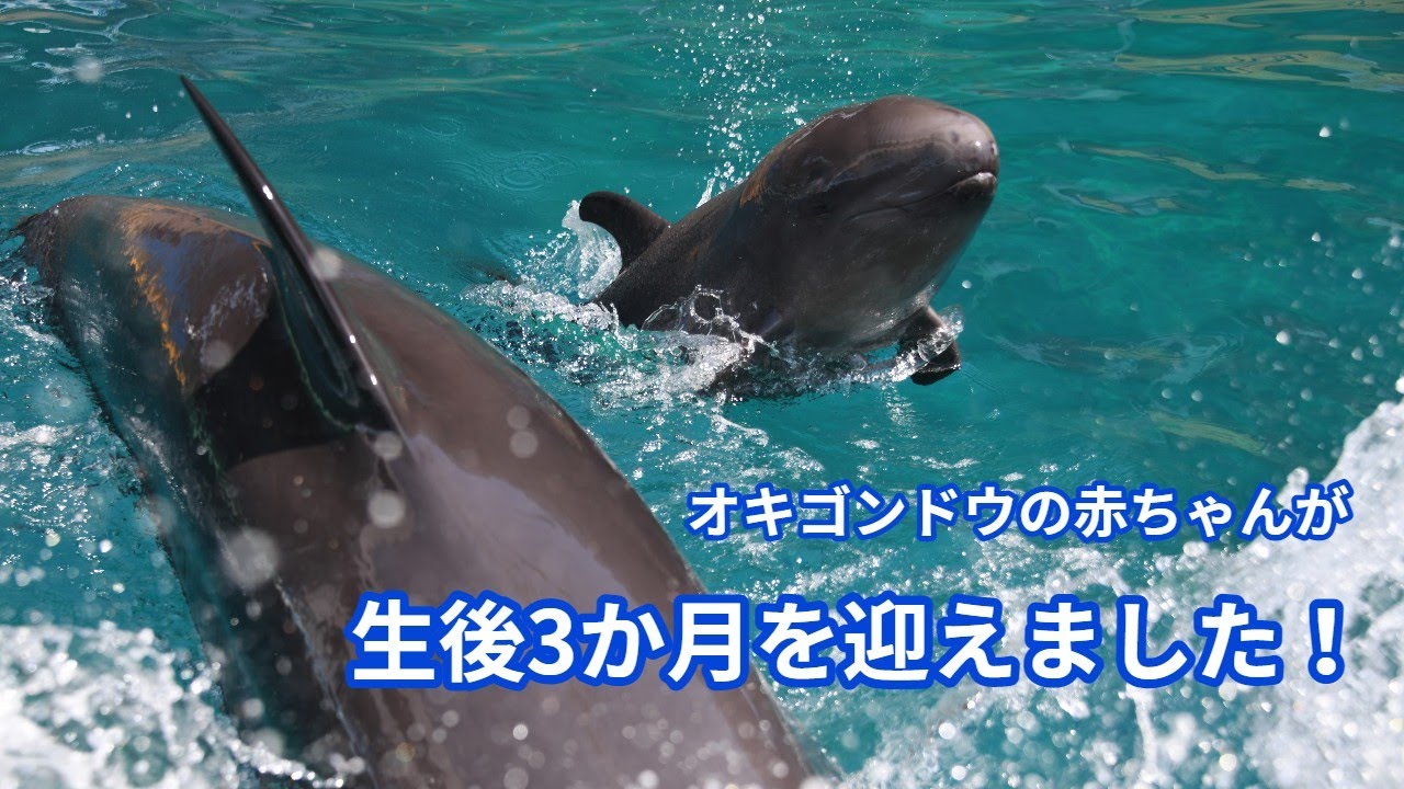 オキゴンドウの赤ちゃんが生後3か月を迎えました！