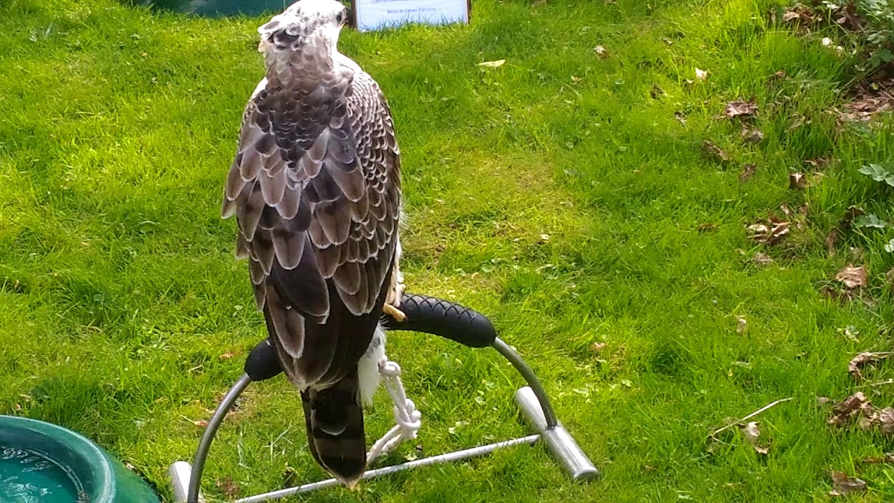 Aquila Coronata