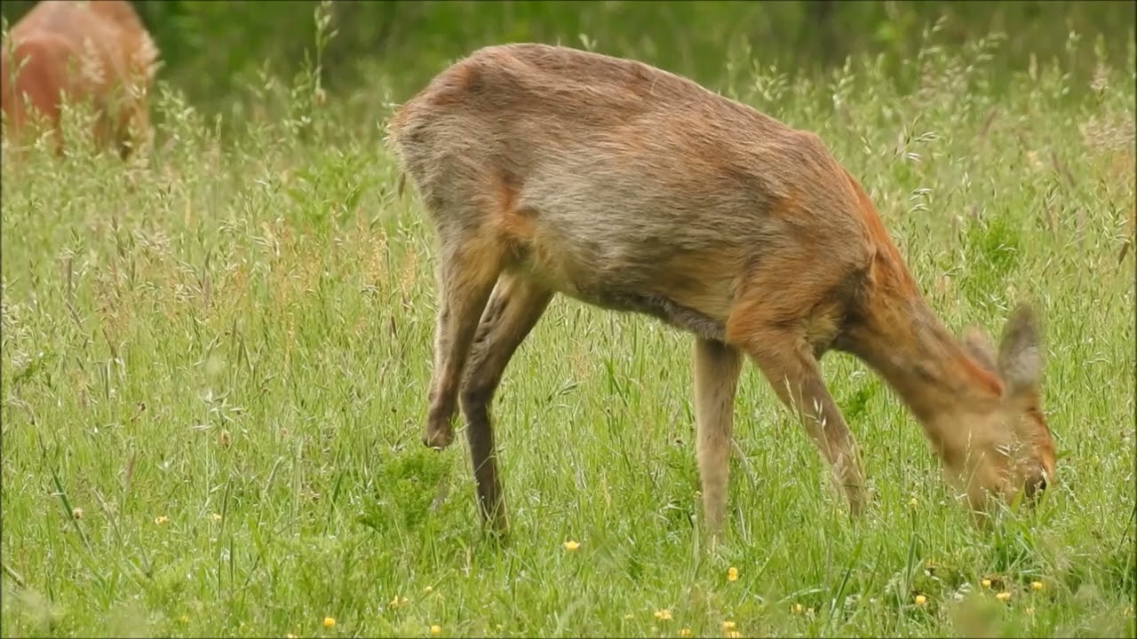 Ree&euml;n (Natuurlijk! 15-07-2024)