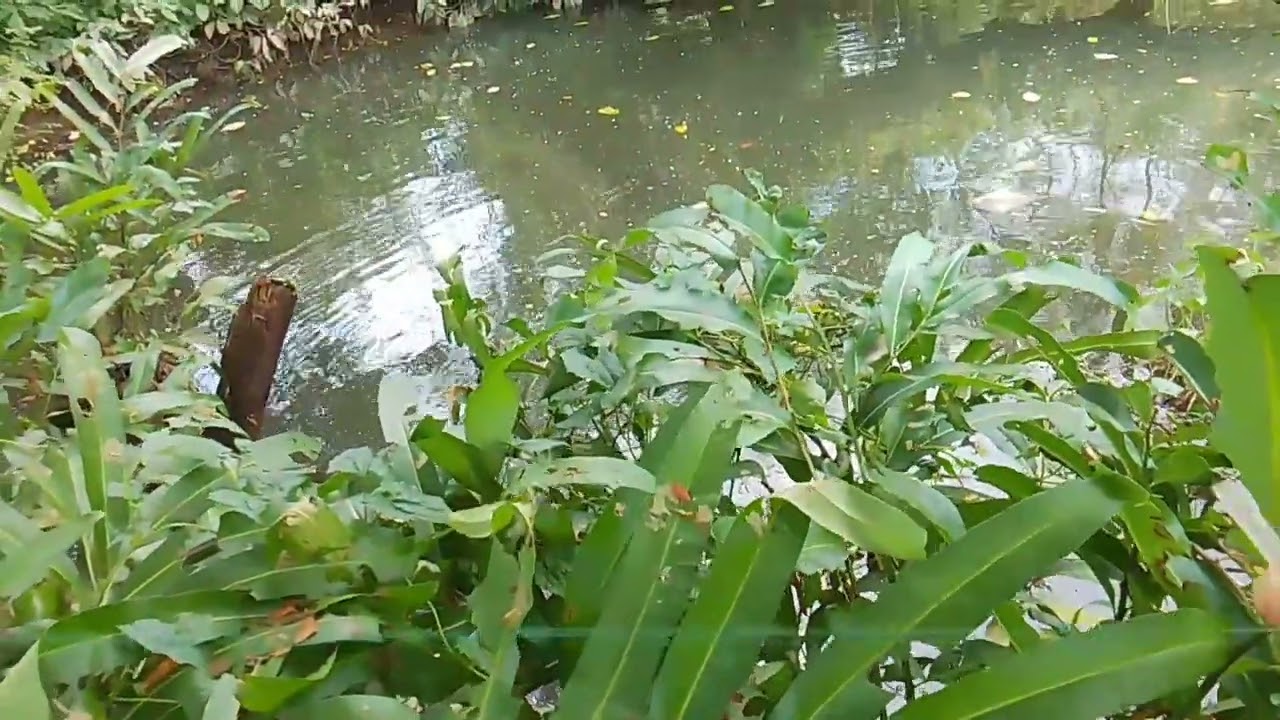 Bigla akong nanlata sayang ng toman!!!#ALVARANFISHHUNTER/tiksay fishing!!!