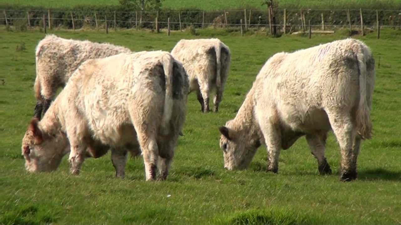 White Galloway Cattle