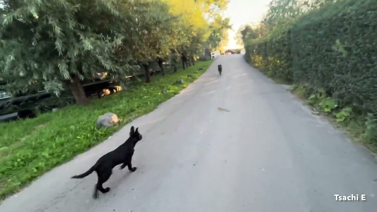 Walking in a dutch villige 4k