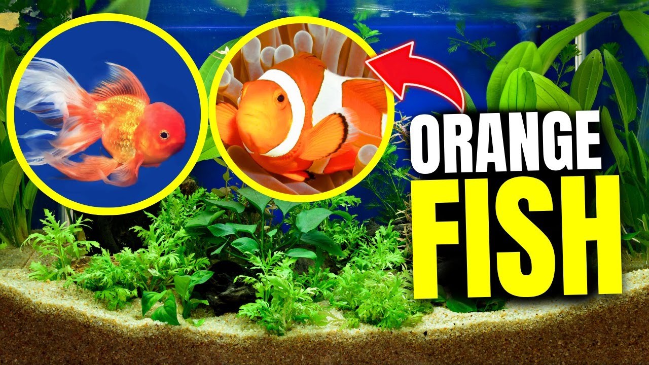 15 Stunning Orange Fish for Your Aquarium
