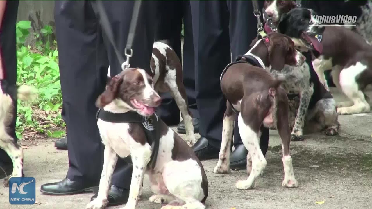 Police dogs show expert sniffing skills in competition