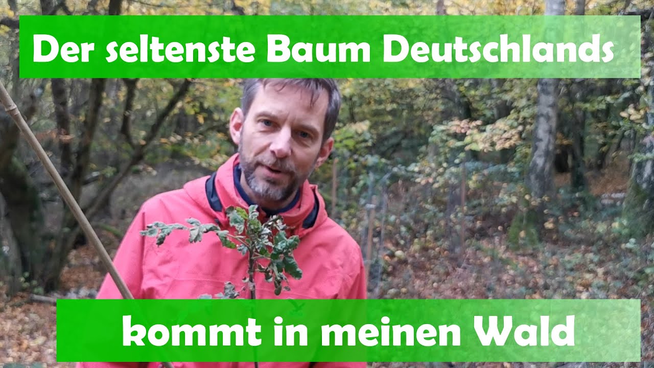Deshalb pflanze ich den Speierling. Und: Das muss man bedenken.