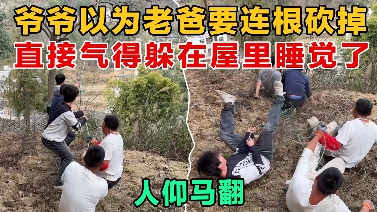 爷爷以为老爸会把他种的树连根砍掉，直接气得躲在屋里睡觉，都不到现场监工了
